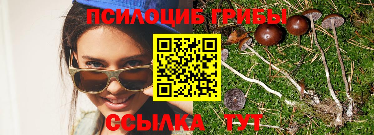 Псилоцибиновые грибы Cubensis Воркута